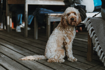 En hund i sjöboden. Hundar är välkomna på Djurönäset. I sjöboden är hundar välkomna.